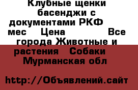 Клубные щенки басенджи с документами РКФ - 2,5 мес. › Цена ­ 20 000 - Все города Животные и растения » Собаки   . Мурманская обл.